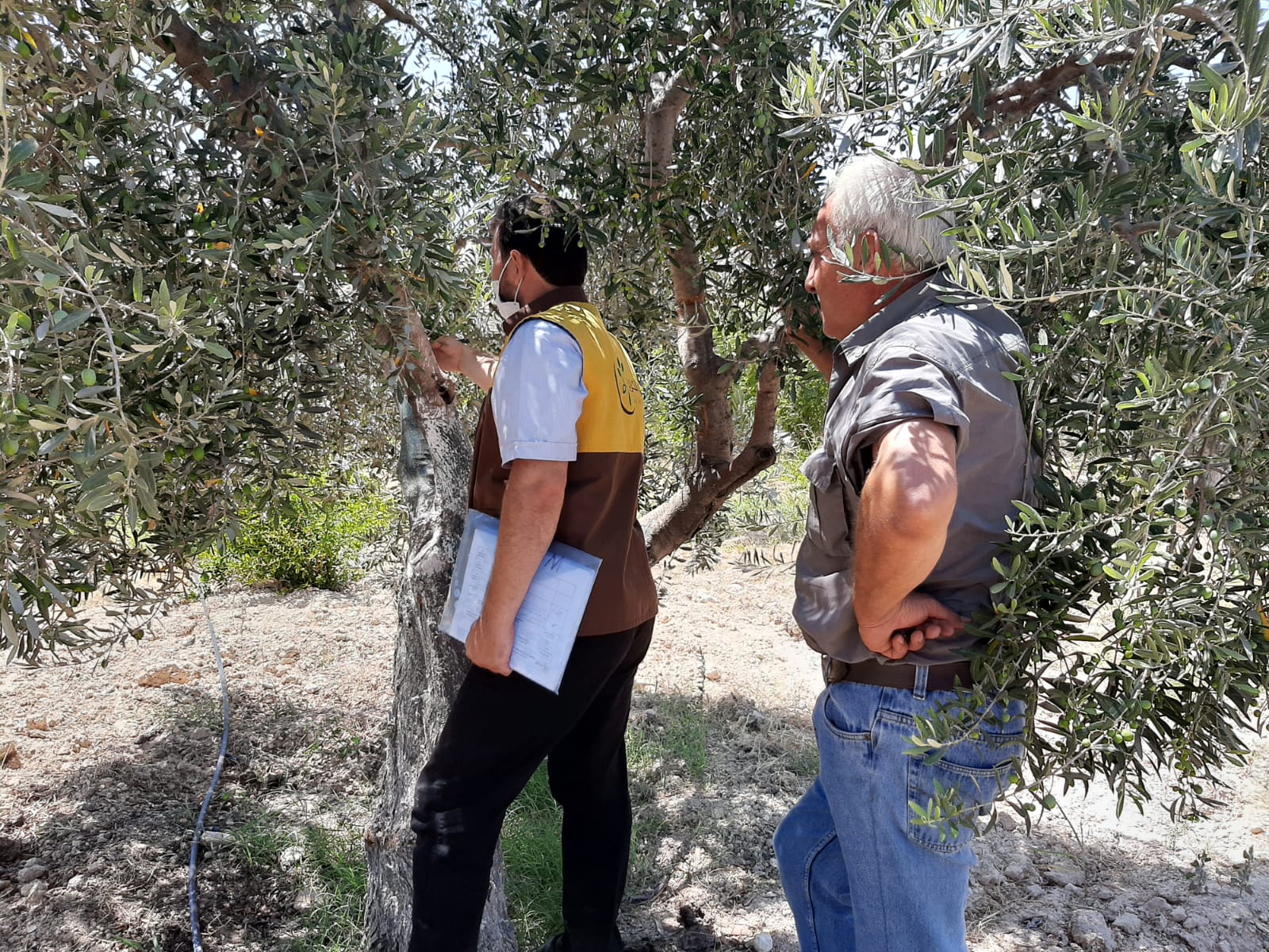 زيارات حقلية للمستفيدين ضمن مشروع دعم مزارعي الزيتون