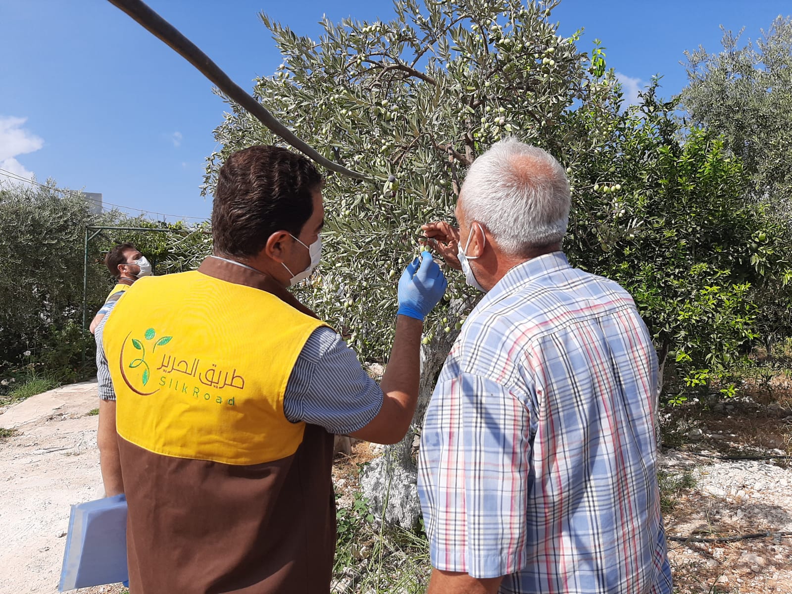 Periodic visits to olive farmers as part of the technical support provided by the Silk Road Organization team in the project to support olive farmers in Harem