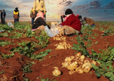 Follow-up of the process of collecting potatoes on the lands of farmers