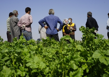 The field days of the project to support potato farmers in #Aleppo and #Idlib aims to enrich farmers' information about potato cultivation in order to raise the level of crop production and obtain better results.