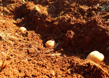 Farmers start the potato seeding phase within the  project to support potato farmers